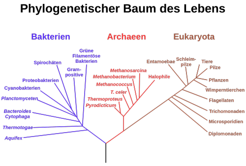 Abbildung 1: Phylogenetischer Baum basierend auf rRNA Ebene, Foto: www.wikiwand.com/de/Phylogenetischer_Baum 