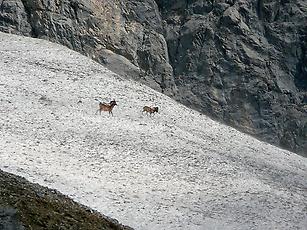Mufflons auf einem Schneefeld, Tirol, 2013