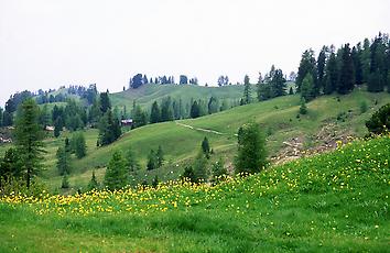 Almwiese in den Dolomiten, 1993