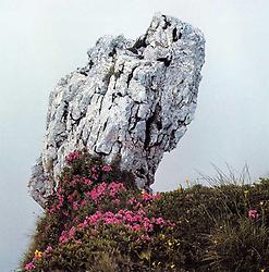 Behaarte Alpenrose