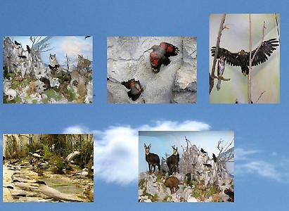 Einige Bilder aus dem Naturmuseum in Neuberg, © Naturmuseum in Neuberg