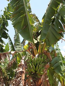 Madagascar/ mixed glimpses Madagascar/ mixed glimpses