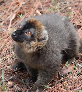 Madagascar/ mixed glimpses Madagascar/ mixed glimpses