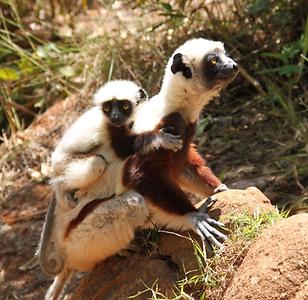 Madagascar/ mixed glimpses Madagascar/ mixed glimpses