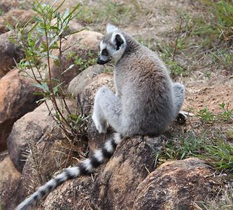 Madagascar/ mixed glimpses Madagascar/ mixed glimpses