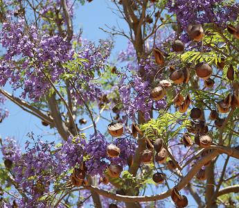 Madagascar/ mixed glimpses Madagascar/ mixed glimpses