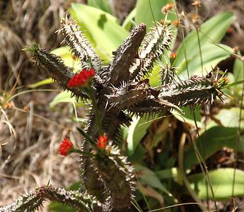 Madagascar/ mixed glimpses Madagascar/ mixed glimpses