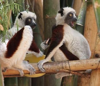 Madagascar/ mixed glimpses Madagascar/ mixed glimpses