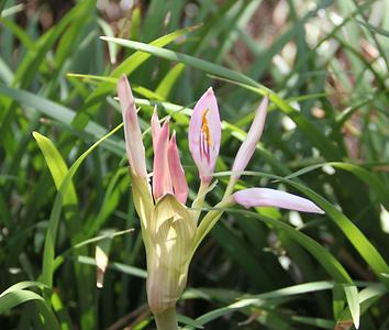 Madagascar/ mixed glimpses Madagascar/ mixed glimpses