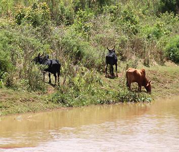 Madagascar/ mixed glimpses Madagascar/ mixed glimpses