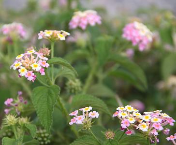 Madagascar/ mixed glimpses Madagascar/ mixed glimpses