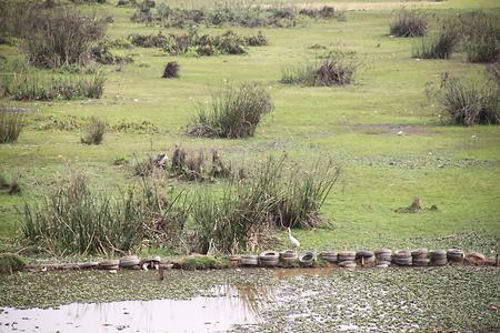 Madagascar/ mixed glimpses Madagascar/ mixed glimpses