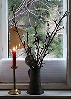 Barbarazweige Barbarazweige