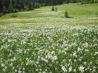 Narzissenwiese Narzissenwiese