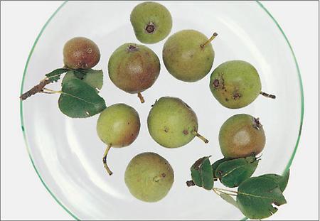 Rote Hanglbirne Rote Hanglbirne