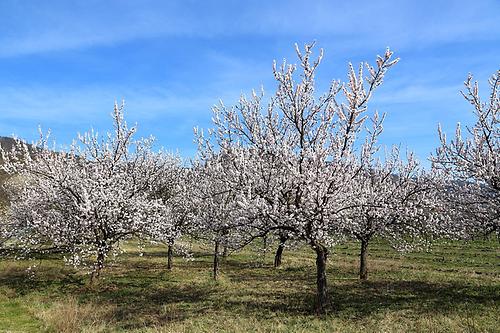 Marillenblüte in der Wachau Marillenblüte in der Wachau