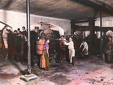 Langenlois. Weinlese in der Kellergasse Langenlois. Weinlese in der Kellergasse