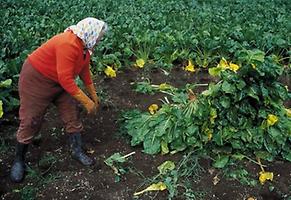 Zuckerrübenanabu Zuckerrübenanabu