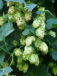 Hopfen Hopfen