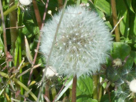 Löwenzahn oder Pusteblume Löwenzahn oder Pusteblume