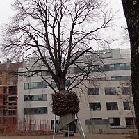 Foto: Doris Wolf, 2012; Baumhaus im Viktor-Frankl-Park Foto: Doris Wolf, 2012; Baumhaus im Viktor-Frankl-Park