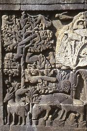 Wild boar and forest animals Wild boar and forest animals