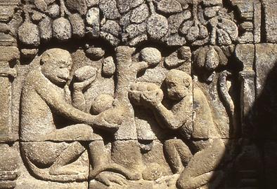 Droll monkeys reap fruits Droll monkeys reap fruits