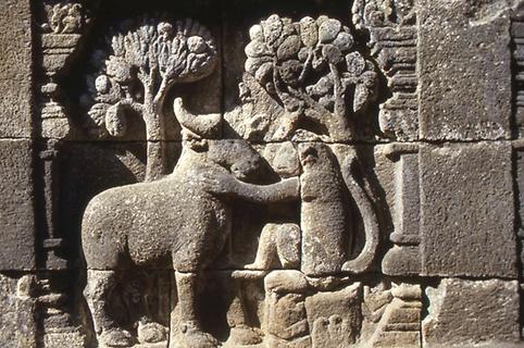 Monkey and buffalo Monkey and buffalo