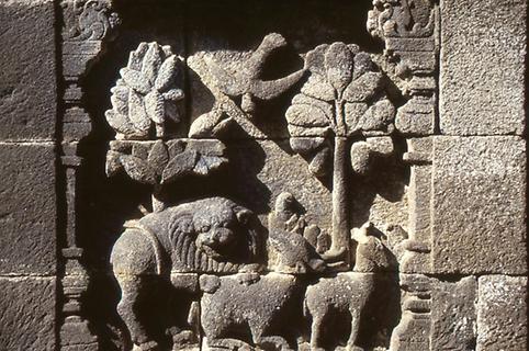 The lion makes a prey The lion makes a prey