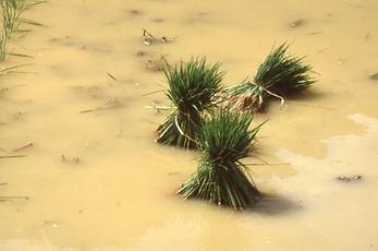 Li Jiang River Li Jiang River