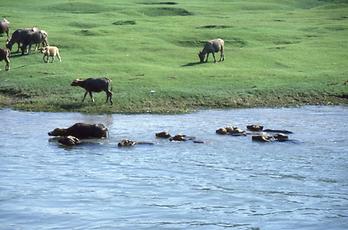 Li Jiang River Li Jiang River