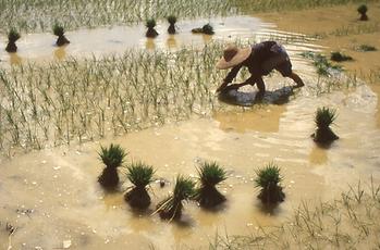 Li Jiang River Li Jiang River