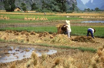 Li Jiang River Li Jiang River