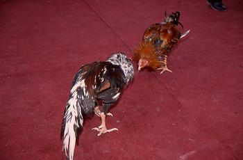 Cockfight Cockfight