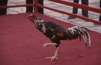 Cockfight Cockfight