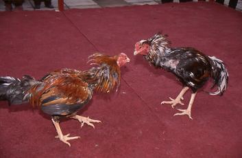 Cockfight Cockfight