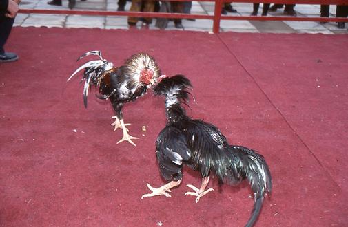 Cockfight Cockfight