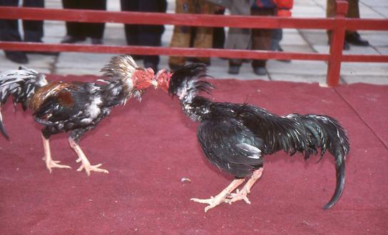 Cockfight Cockfight