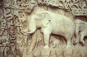 Family of elephants Family of elephants