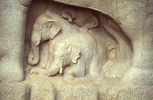 Family of elephants Family of elephants