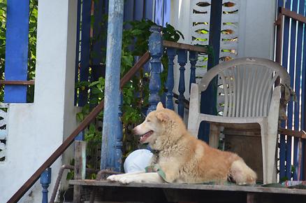 Dog’s life Dog’s life