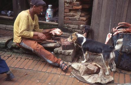 Begging dog Begging dog