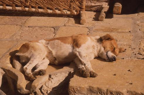 Sleeping dogs Sleeping dogs