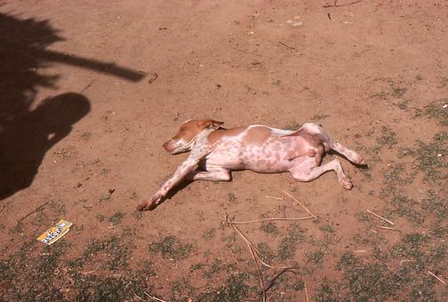 Sleeping dogs Sleeping dogs