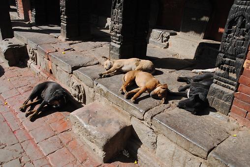 Sleeping dogs Sleeping dogs