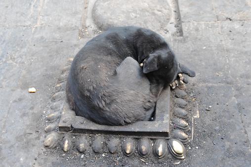 Sleeping dogs Sleeping dogs