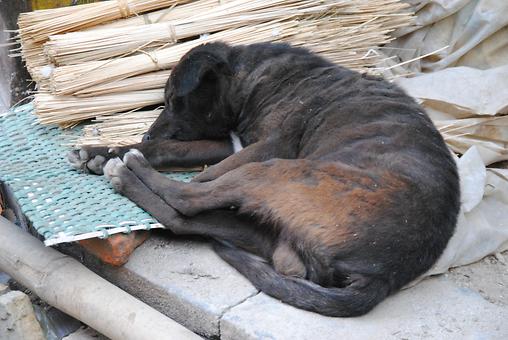 Sleeping dogs Sleeping dogs