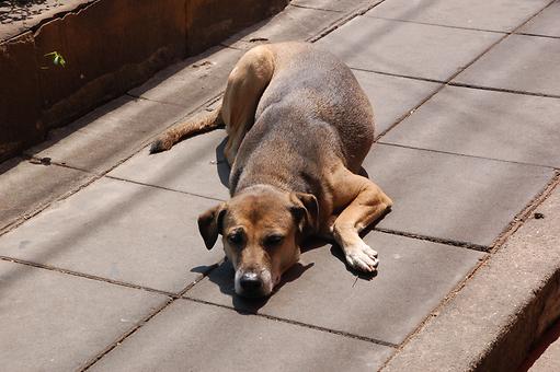 Sleeping dogs Sleeping dogs