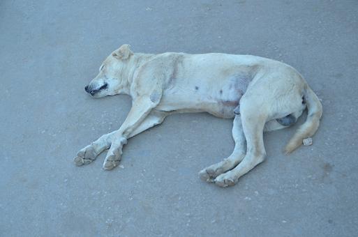 Sleeping dogs Sleeping dogs