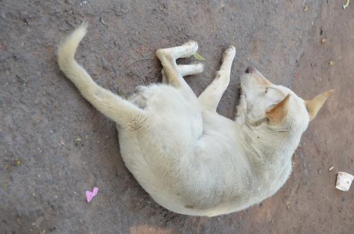 Sleeping dogs Sleeping dogs